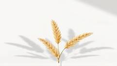 luxurious ecofriendly design, elegant, featured in a high-end catalog, photorealistic, against a plain white backdrop with shadows, highly detailed, highlighting quality and aesthetics, gold and beige tones, crisp studio lighting, shot with a portrait lens